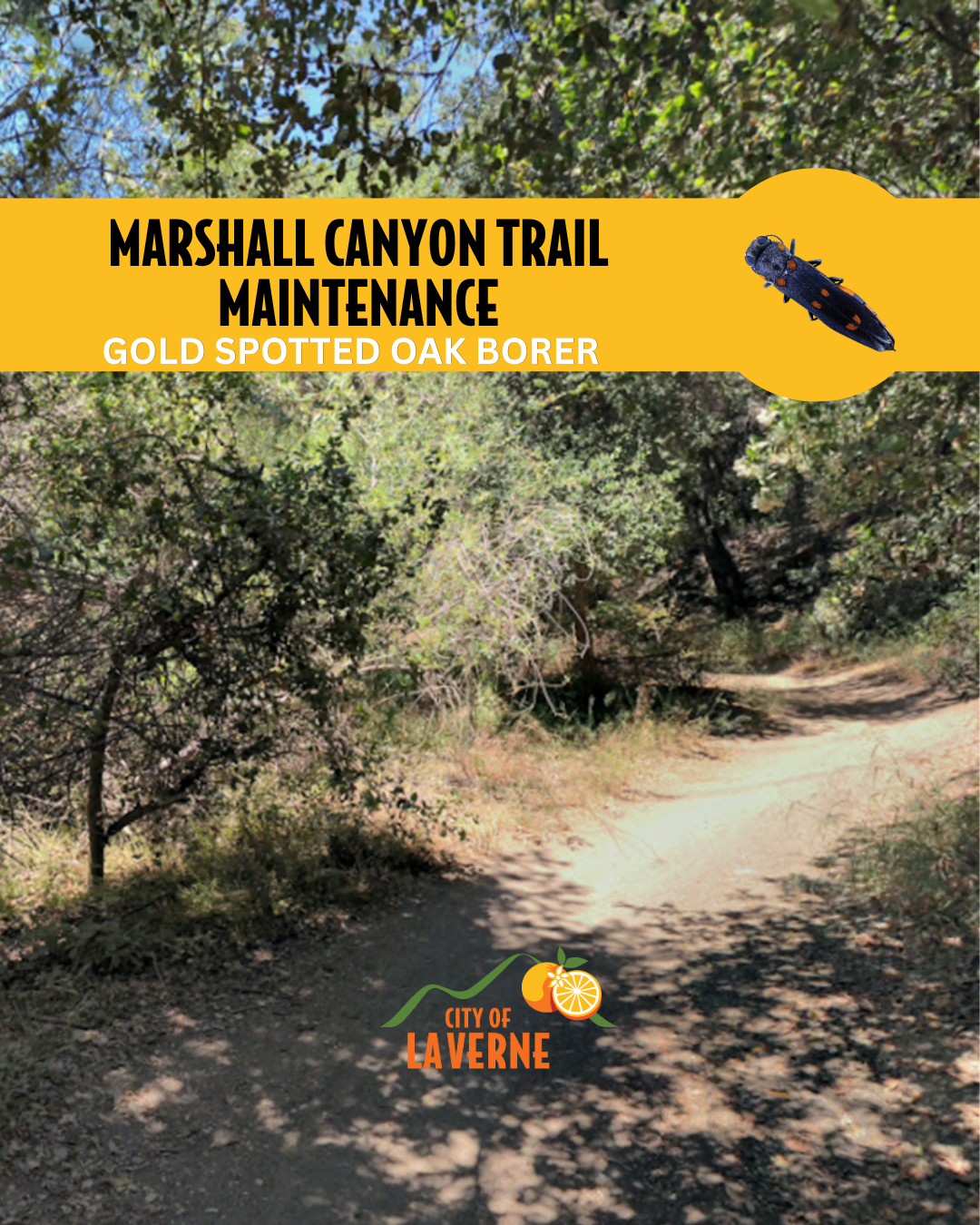 GOLD SPOTTED OAK BORER with landscaping in the background